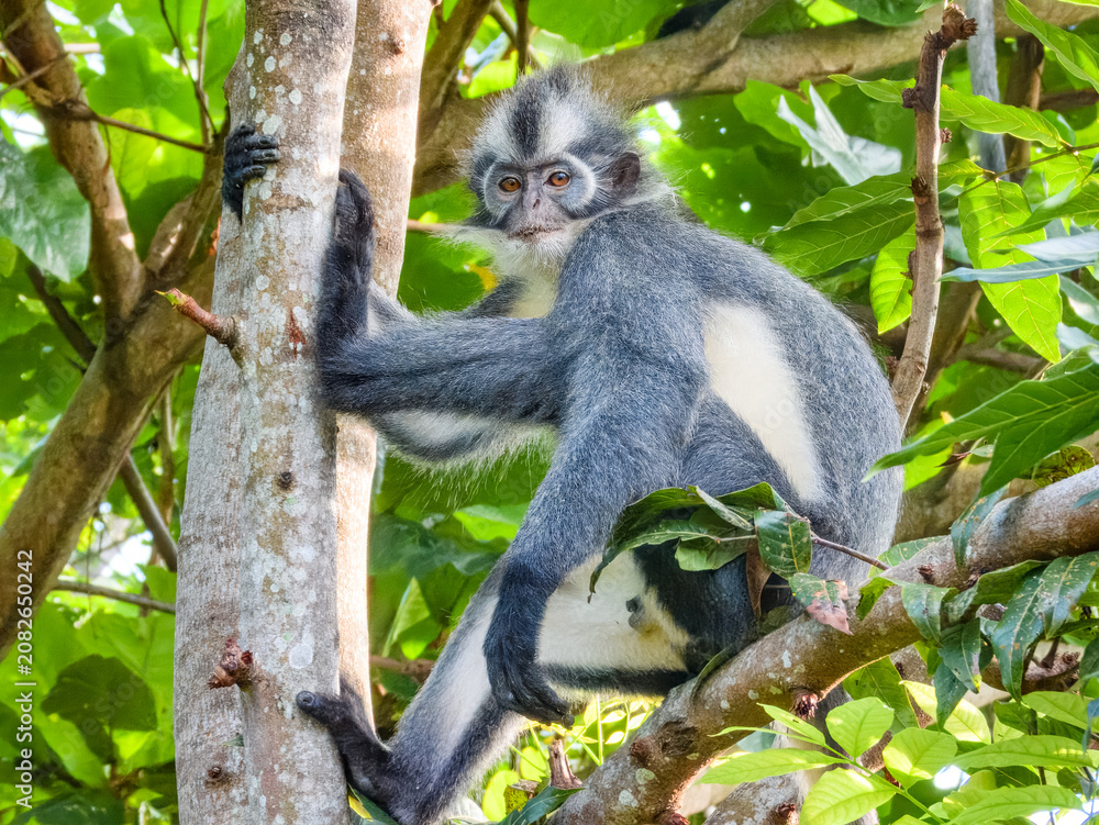 Fototapeta premium Thomas's Langur (Presbytis thomasi) in Sumatra