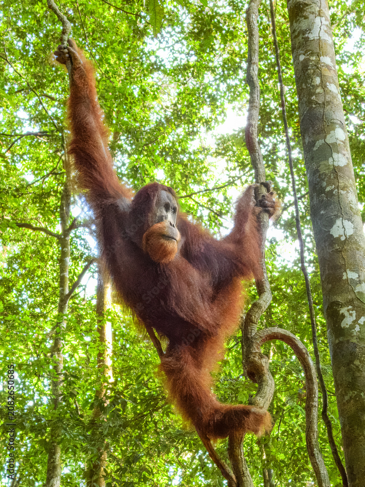 Fototapeta premium Sumatran Orangutan (Pongo abelii) in Sumatra