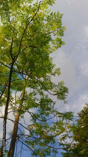 trees and sky