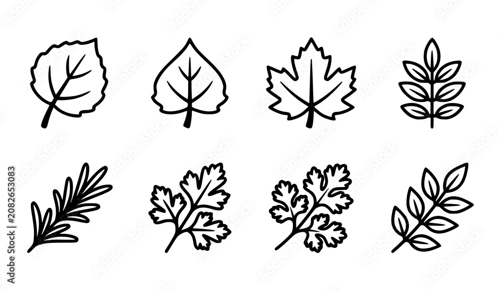 Obraz premium Botanical Trees and Culinary Herb Leaves Outline Vector Icon Set Featuring Birch Aspen Maple Rosemary Parsley Cilantro and Rowan Plant Elements