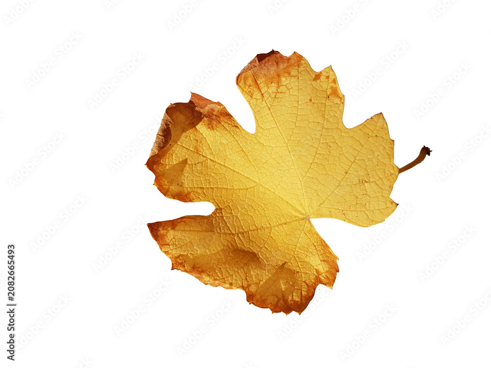 Fototapeta premium vine arbor leaf autum yellow dry