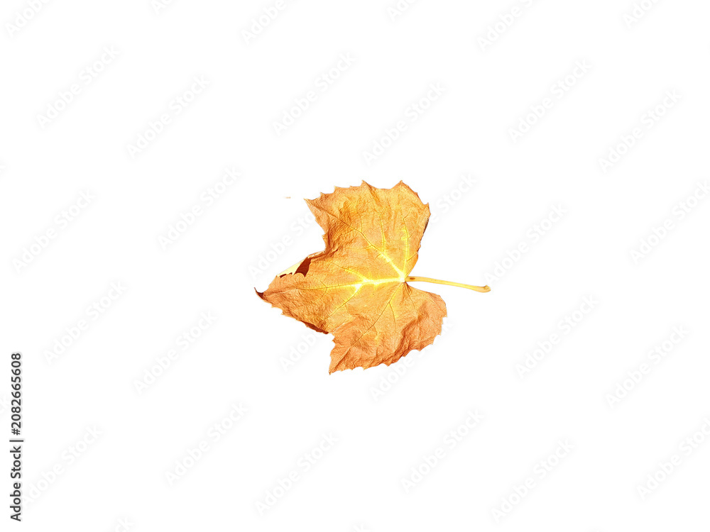Fototapeta premium vine arbor leaf autum yellow dry