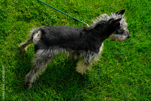 Cute Domestic Dog Relaxing and Playing