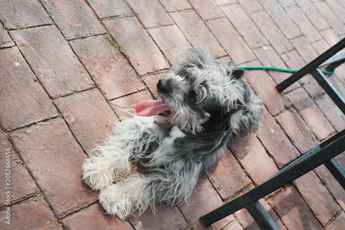 Cute Domestic Dog Relaxing and Playing