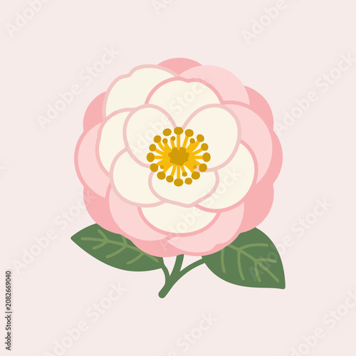 A soft pink camellia flower with green leaves