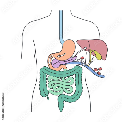 Anatomical diagram of the human digestive system