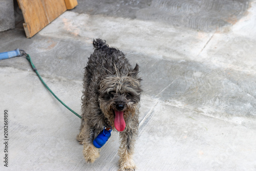 Cute Domestic Dog Relaxing and Playing