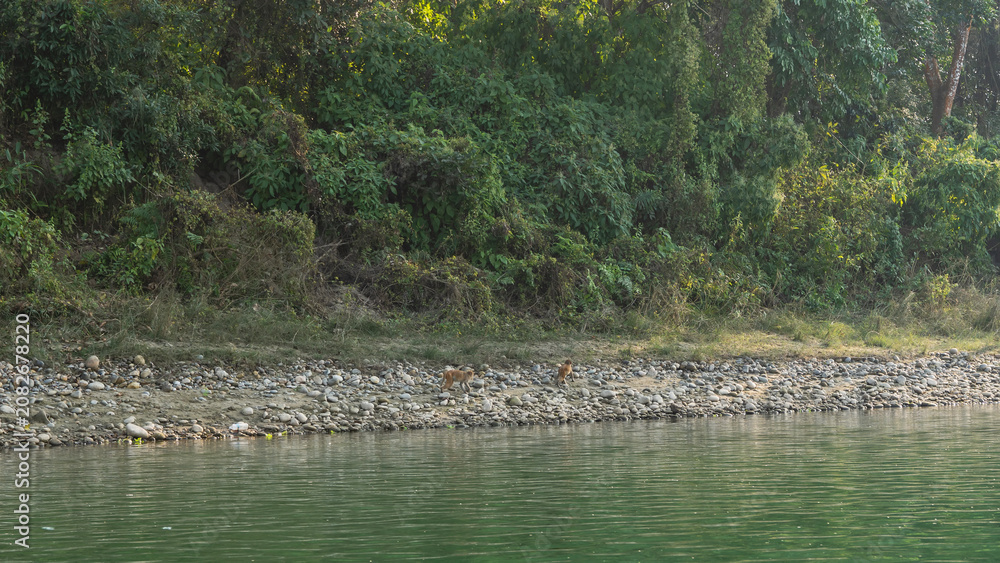 Fotografie A river in the jungle