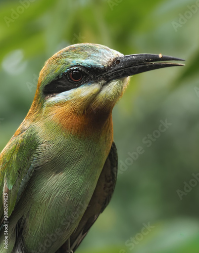 Close-up of a vibrant bee-eater. Features green plumage, orange throat, blue crown, a black eye stripe, and a long beak, 03 july 2026 Indonesia