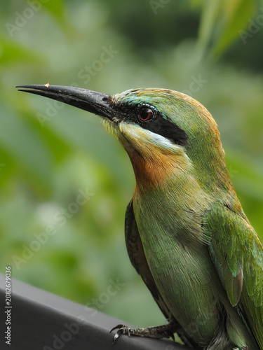 Close-up of a vibrant bee-eater. Features green plumage, orange throat, blue crown, a black eye stripe, and a long beak, 03 july 2026 Indonesia
