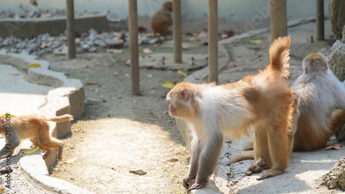 monkey walking in the zoo, adult monkey watching the young monkey