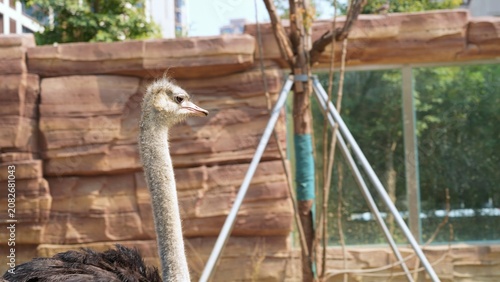 side portrait of ostrich in zoo