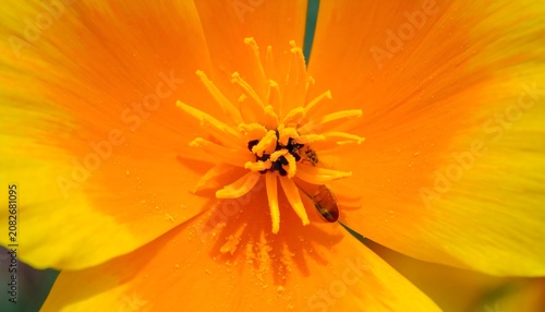 Close-up of a vibrant, open bloom with bright yellow-orange petals and intricate stamens; a tiny insect rests within