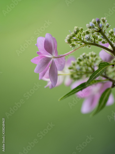 紫陽花の花背景