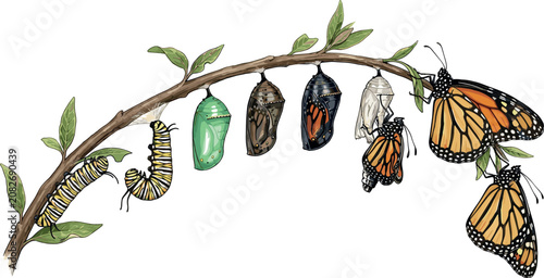 Konstfotografi Monarch butterfly life cycle watercolor vector illustration showing metamorphosi