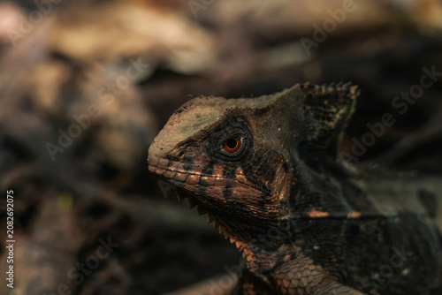 Foto Dramatic Low Light Macro Photo of a Crested Basilisk Reptile