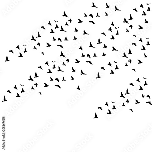Photos illustration of a flock of migrating birds