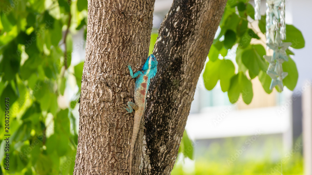 Fototapeta premium Vibrant Blue crested Lizard Climbing on Tree Trunk