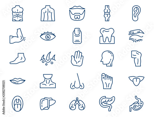 Medical human body anatomy outline collection presents detailed biology organ elements. Healthcare concept