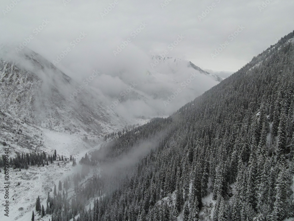 Fototapeta premium Misty winter mountain valley with dense pine woods