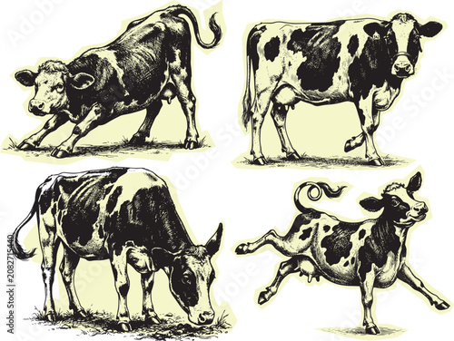 Fotografie Set of four detailed black and white hand drawn holstein cattle illustrations fo