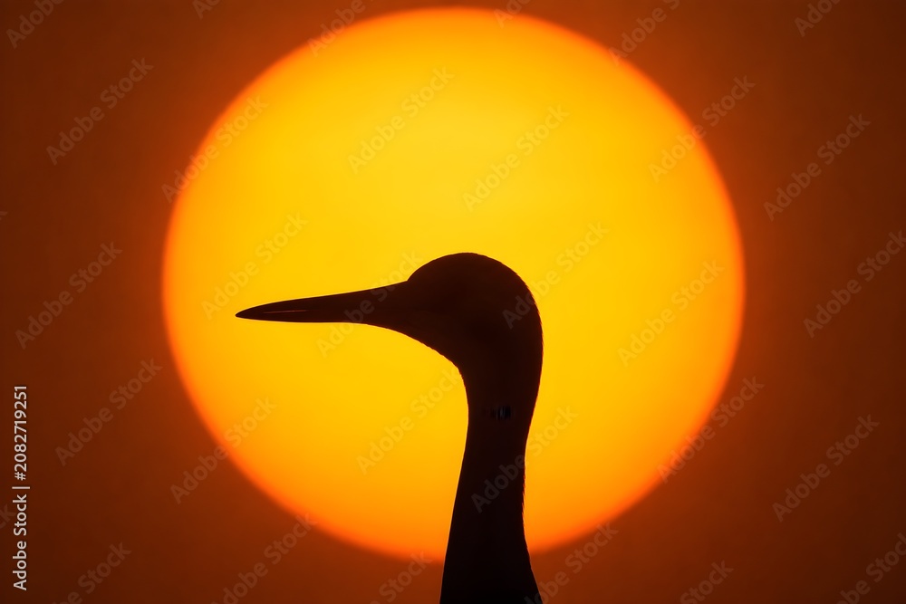 Fototapeta premium Beautiful Brolga Crane Head Distinctly Silhouetted Against Massive Blazing Sun Disk For Extreme Nature Photography
