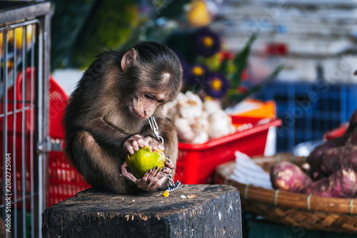 Photography monkey on chain eats an orange at an Asian market in Vietnam
