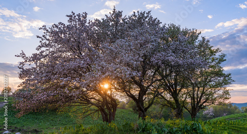 
Blooming Sievers' wild apple trees in the Almaty region of southeastern Kazakhstan at sunset on a spring evening.