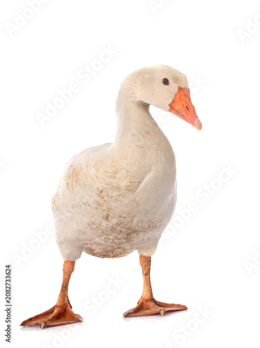 Foto goose