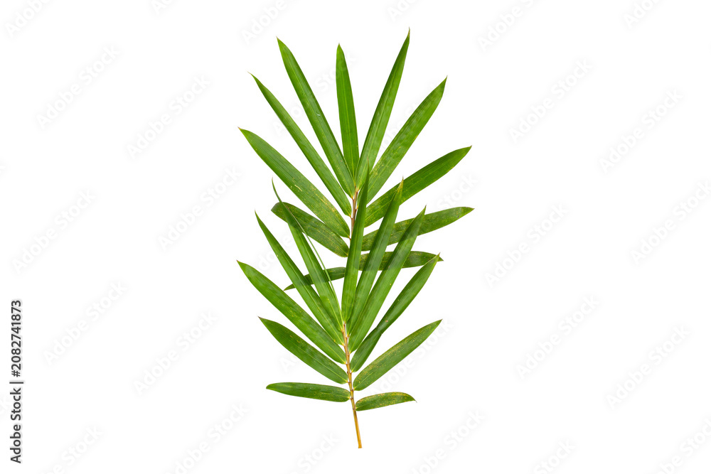 Fototapeta premium Tropical green bamboo plant foliage cut out for natural design element.