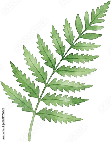 Detailed Green Watercolor Fern Frond Leaf Illustration