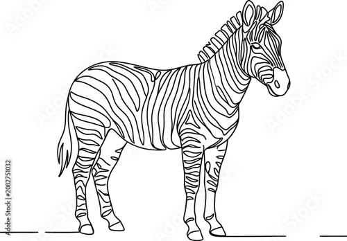 Photography zebra vector sketch