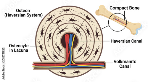 Tableau sur toile Detailed anatomical illustration of the osteon Haversian system within compact bone, highlighting Haversian canal, Volkmann's canal, and osteocyte in lacuna