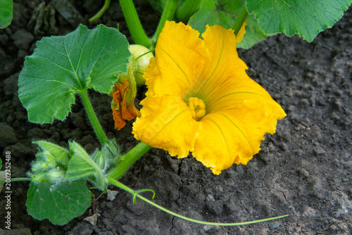 Yellow pumpkin flower blooming in the garden. Squash plant growth and agriculture concept. Organic vegetable farming and nature development.