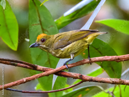 Yellow-breasted Flowerpecker Prionochilus maculatus in Sumatra