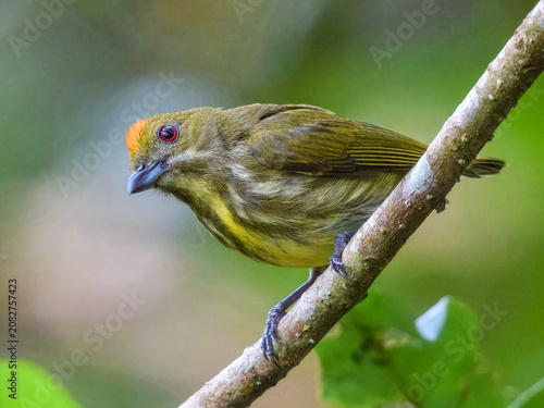 Yellow-breasted Flowerpecker Prionochilus maculatus in Sumatra
