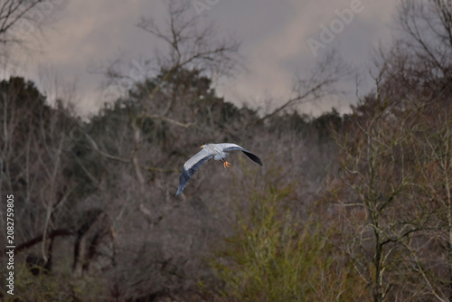 A grey heron bird, Ardea cinerea, captured mid flight from the back with dry trees and bushes in the background. Taken in Amsterdamse Waterleidingduinen, near Zandvoort, Netherlands.