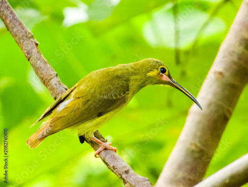 Yellow-eared Spiderhunter Arachnothera chrysogenys in Sumatra