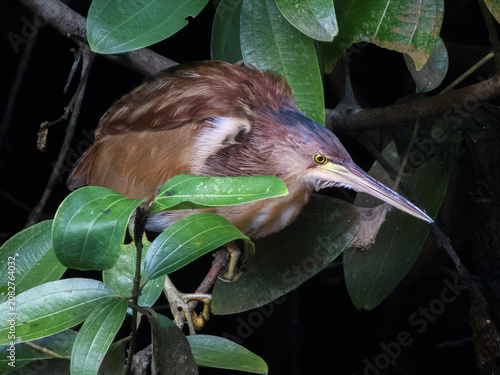 Yellow Bittern Botaurus sinensis in Singapore