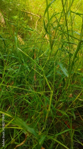 green moss in the forest