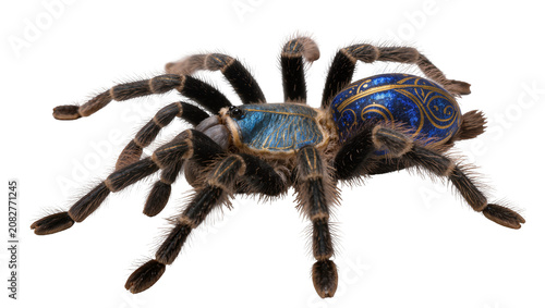 Cuadro en lienzo Blue and gold ornate tarantula spider with hairy legs