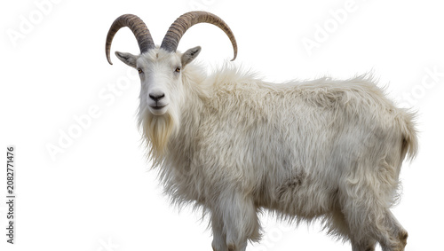 Fotografie White mountain goat with long curved horns and shaggy fur