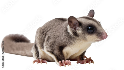 Foto Sugar glider marsupial with large eyes and grey fur