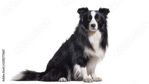 Fotografía Black and white Border Collie dog sitting