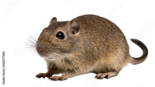 Fotografie Small brown degu rodent with whiskers and dark eyes