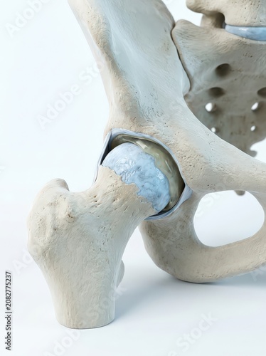 Detailed Anatomical Rendering of a Healthy Human Hip Joint Showing Ball and Socket Articulation