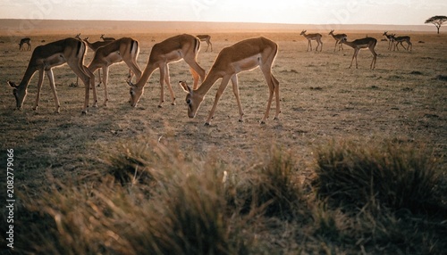Foto Herd of juvenile impala Grazing and walking in Masai Mara National Park, Kenya