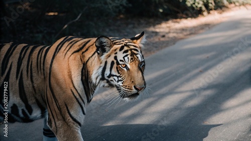 Photos Close up of a Royal Bengal Tiger in its Natural Habitat in the forest of Central India
