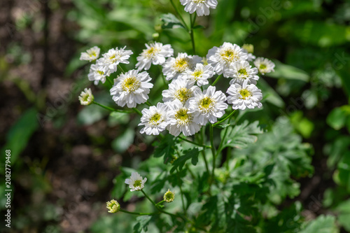 Fotografía Tanacetum parthenium double white feverfew flowers macro in bloom, double feverf