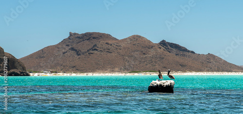 The city of La Paz, capital of the state of Baja California Sur and a Mexican tourist destination. Pelicans resting on a rock, with Balandra Beach in the background.